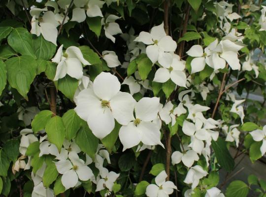 Cornus kousa v. chinensis