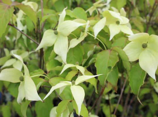 Cornus k. 'China Girl'