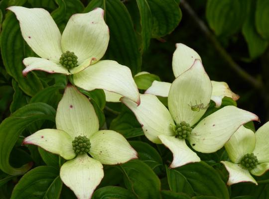 Cornus k. 'Wieting's Select'
