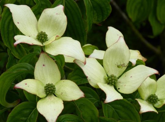 Cornus kousa Wieting's Select