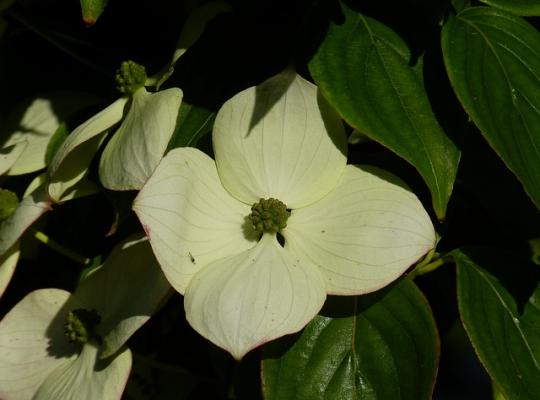 Cornus Norman Hadden