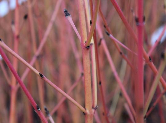 Cornus sanguinea Midwinter Fire