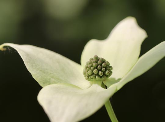 Cornus kousa White Dream