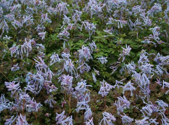 Corydalis flexuosa Blue Dragon