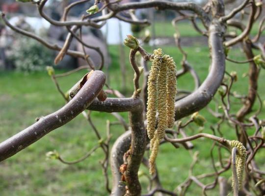 Corylus avellana Contorta