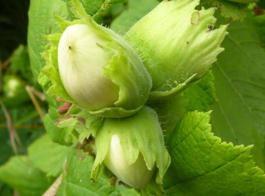 Corylus maxima Gunslebert