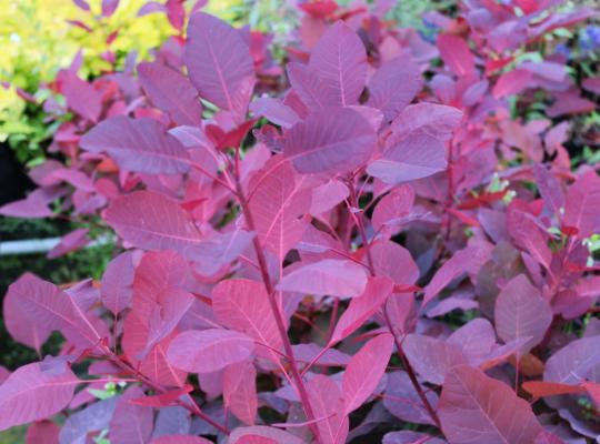 Cotinus coggygria Grace