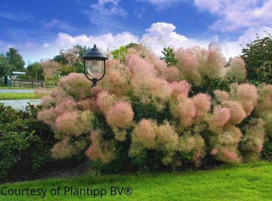 Cotinus coggygria 'Young Lady'