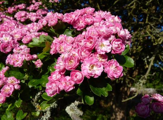 Crataegus laevigata 'Rosea Flore Pleno'