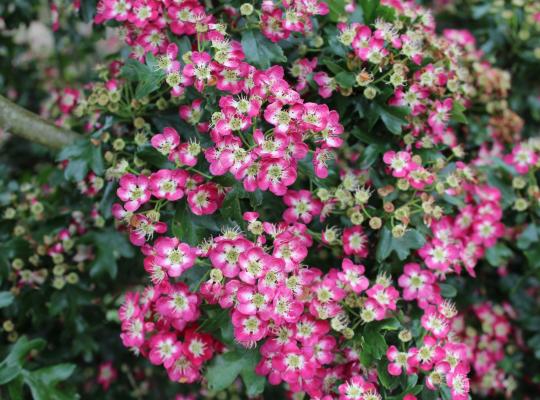 Crataegus laevigata Crimson Cloud