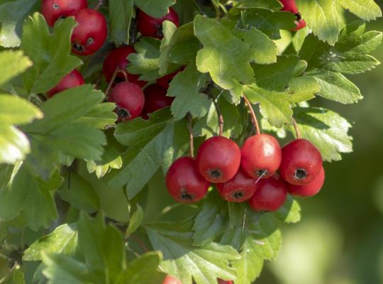 Crataegus monogyna