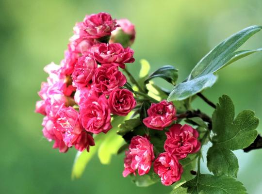 Crataegus media 'Paul's Scarlet'