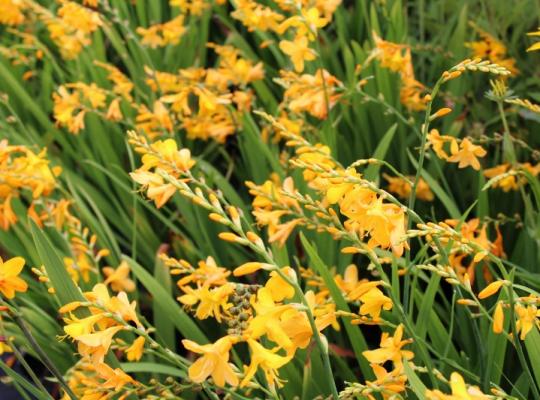 Crocosmia 'Buttercup'