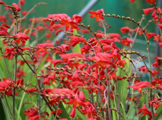 Crocosmia Emberglow