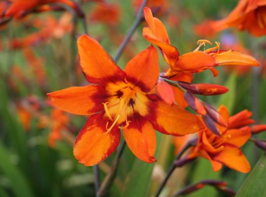 Crocosmia  Emily McKenzie