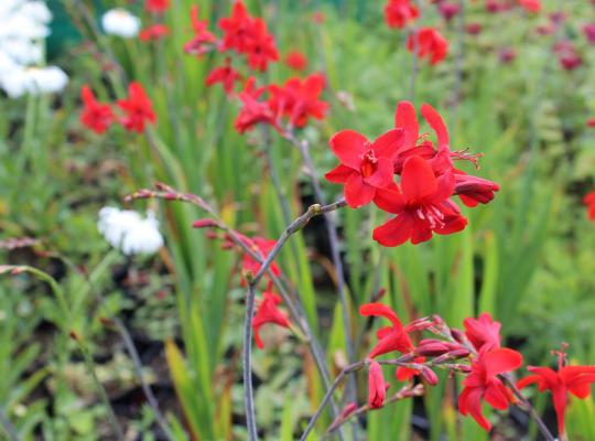 Crocosmia Hellfire