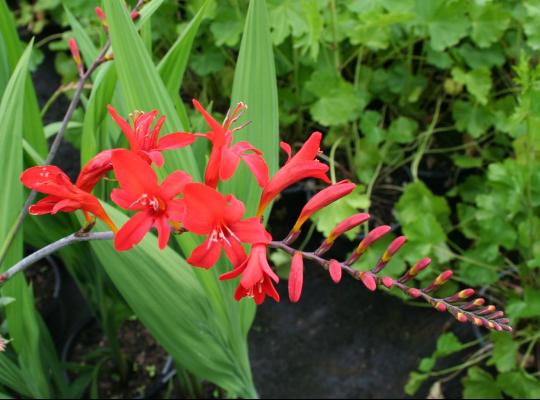 Crocosmia Lucifer