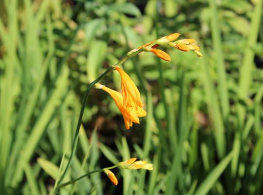 Crocosmia x crocosmiiflora Norwich Canary