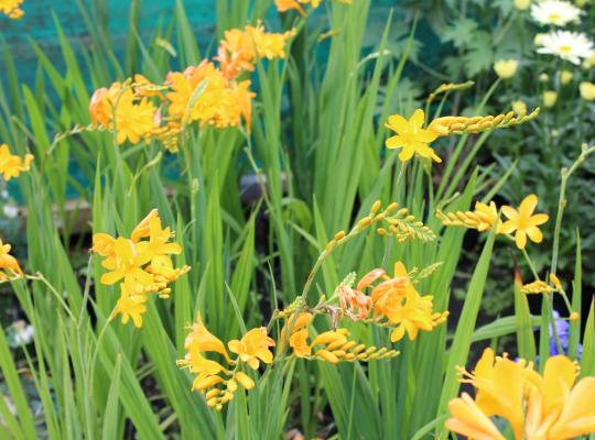 Crocosmia Paul's Best Yellow