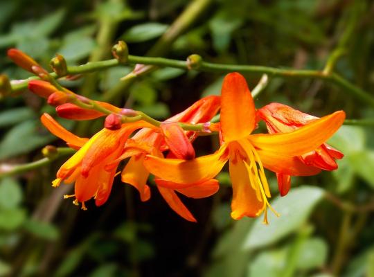 Crocosmia x crocosmiiflora Star of the East