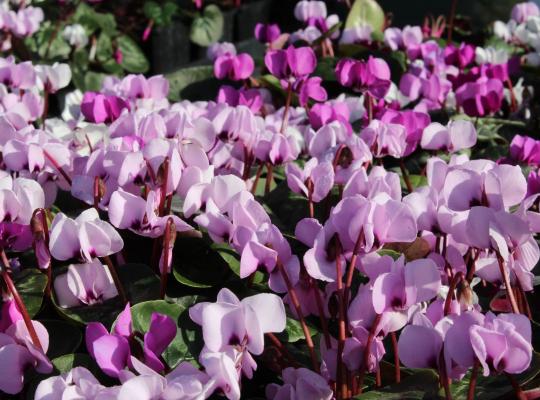 Cyclamen coum