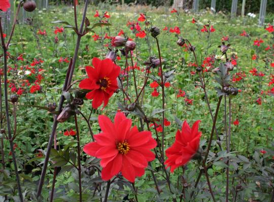 Dahlia Bishop of Llandaff