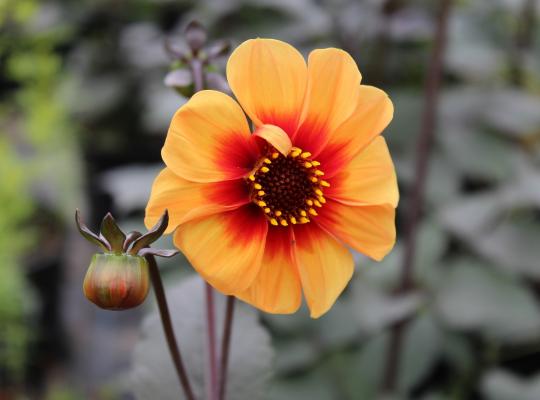 Dahlia Sunshine