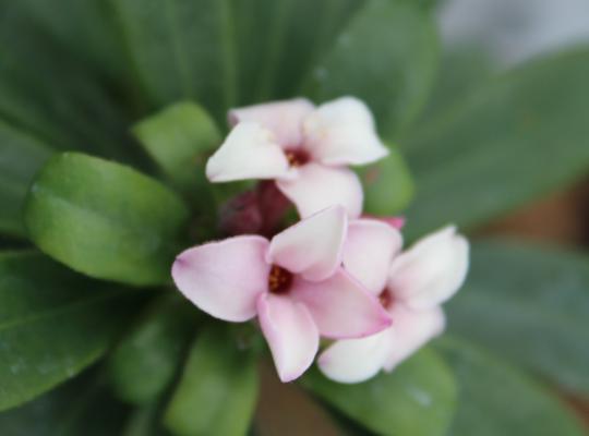 Daphne x transatlantica Eternal Fragrance