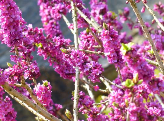Daphne mezereum 'Rubra'