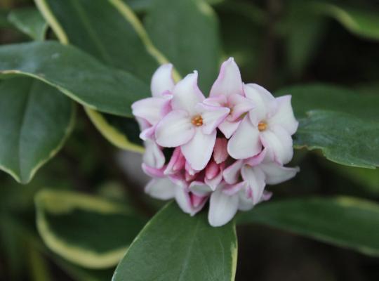 Daphne odora aureomarginata