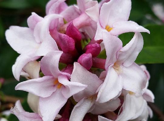 Daphne 'Perfume Princess'