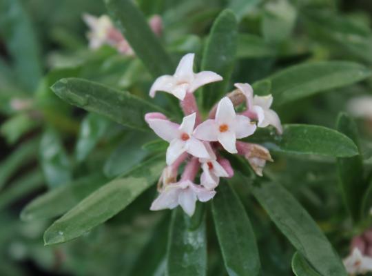 Daphne x t. Eternal Fragrance Pink