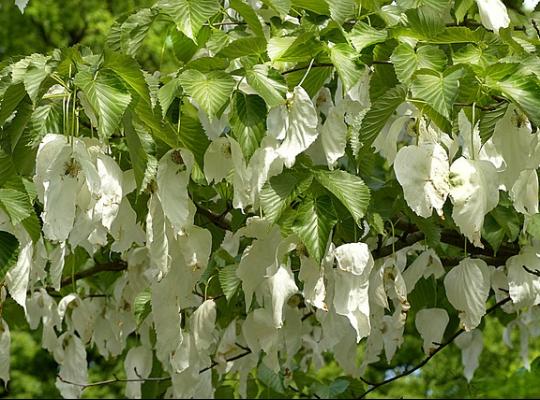 Davidia involucrata Handkerchief tree