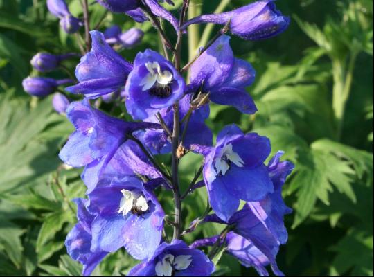 Delphinium Bluebird