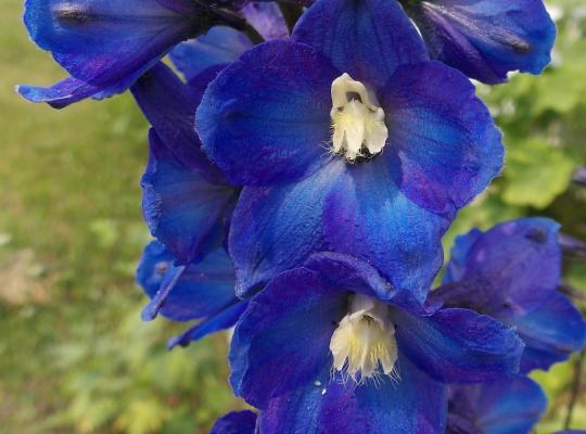 Delphinium 'King Arthur'