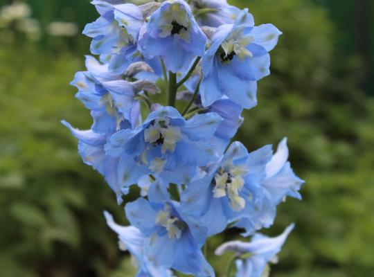 Delphinium 'Summer Skies'