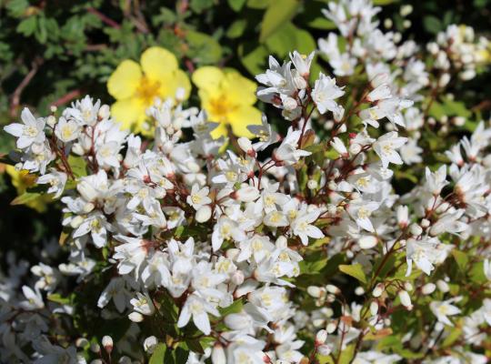 Deutzia gracilis Nikko