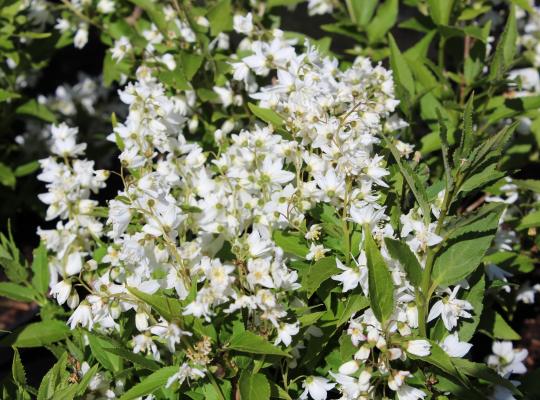 Deutzia gracilis