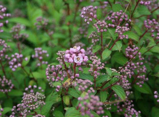 Deutzia hookeriana