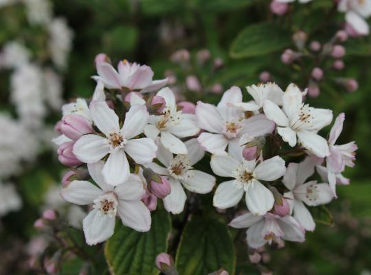 Deutzia x hybrida Mont Rose