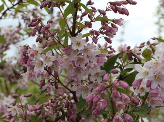 Deutzia rosea carminea