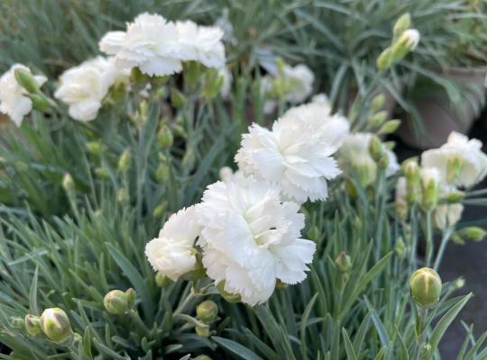 Dianthus Arctic Star