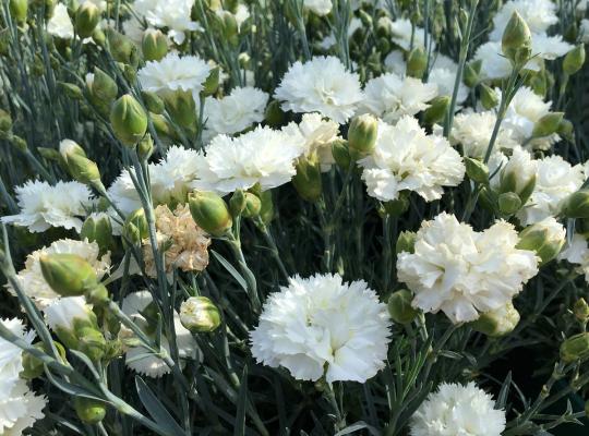 Dianthus Haytor White