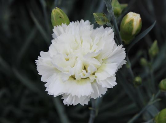 Dianthus Memories