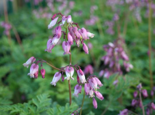 Dicentra formosa Adrian Bloom