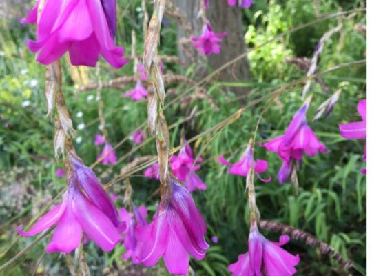 Dierama pulcherrimum