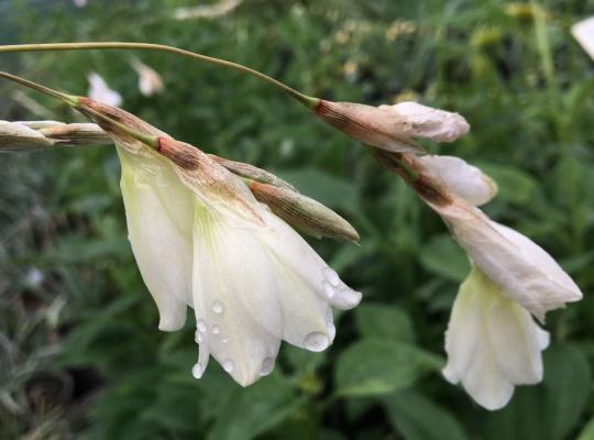Dierama pulcherrimum 'Alba'