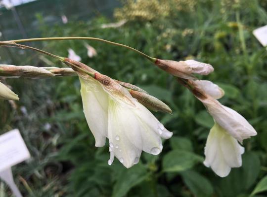 Dierama Snowbells