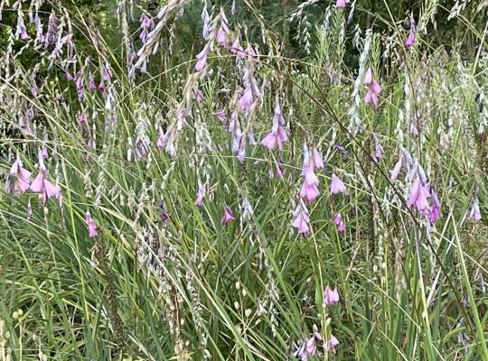 Dierama Pink Rocket