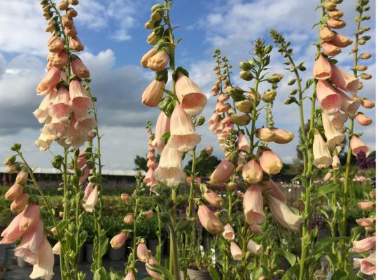 Digitalis purpurea Apricot Beauty